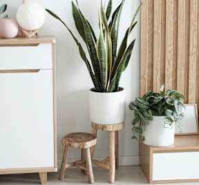 A white potted plant sits on a wooden stool in a room with a white cabinet and a mirror.