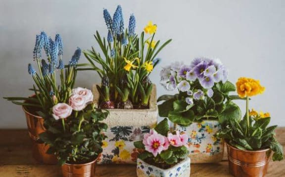 a group of potted plants on a wooden table