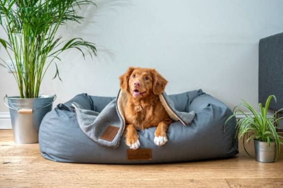a brown dog laying on a blue dog bed