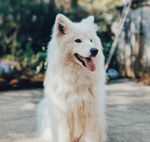 A white fluffy dog is standing on a paved area at Ellyson Apartment Homes in Tacoma, WA