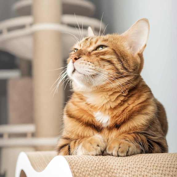 Orange and white colored cat is sitting on a beige couch.