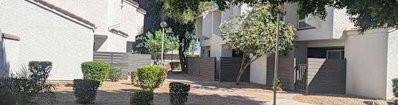 A tree in a courtyard with a building in the background.