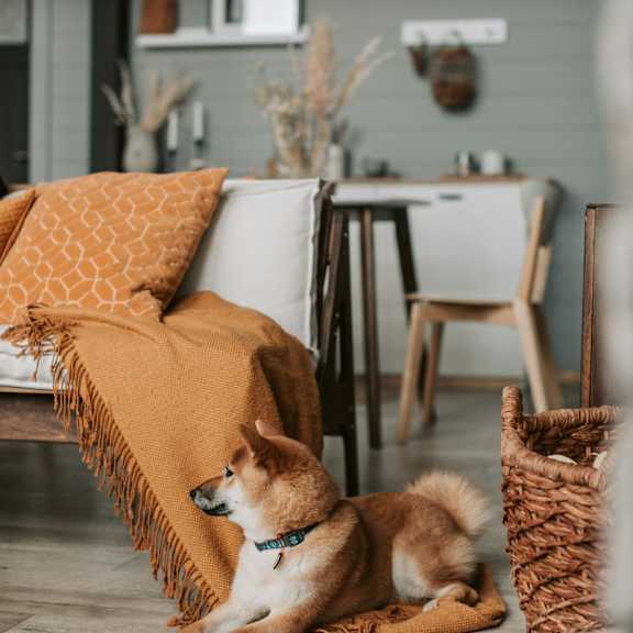 A dog is sitting on a rug with a blanket over it.