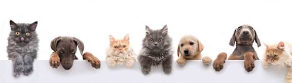 Pet friendly community at The Yancey Apartments, Charlotte, NC, 28217