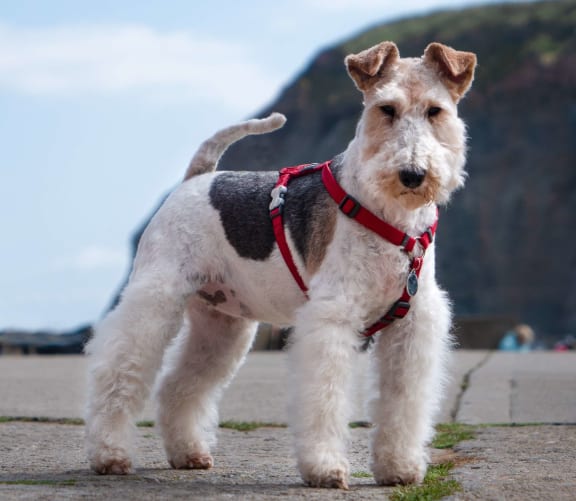 a dog standing on a beach