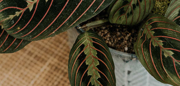 a plant in a pot on a wooden table