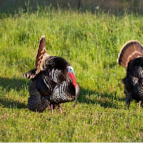 Two turkeys are standing in the grass.