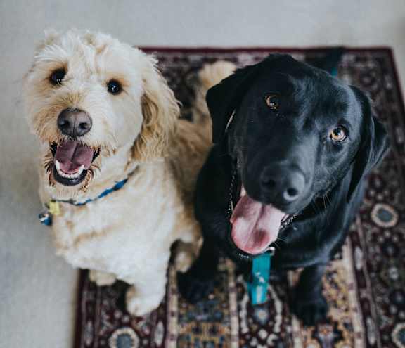 Riverfront Everett is a Pet Friendly Community