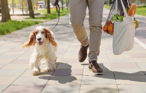 a person walking a dog with a bag of groceries and a dog leash