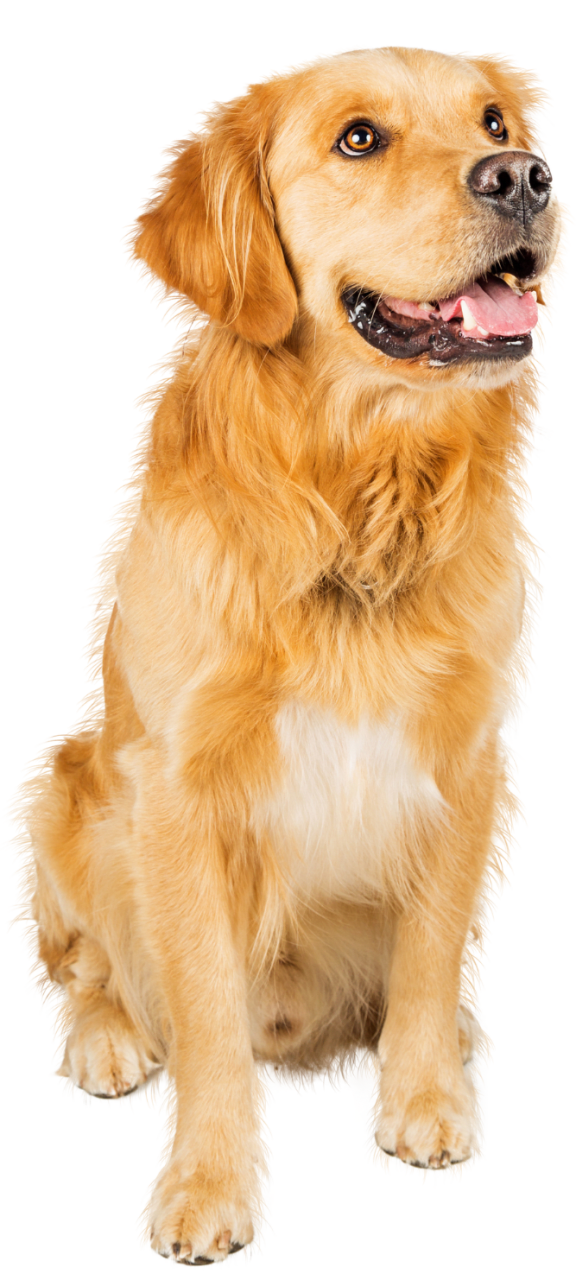 a golden retriever dog with a black background