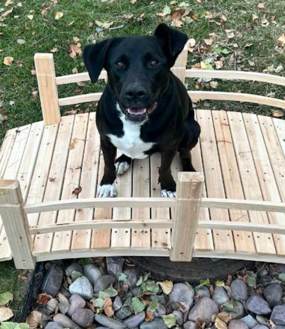A black dog with a white chest and paws is sitting on a wooden deck at Mullan Reserve Apartments, Missoula