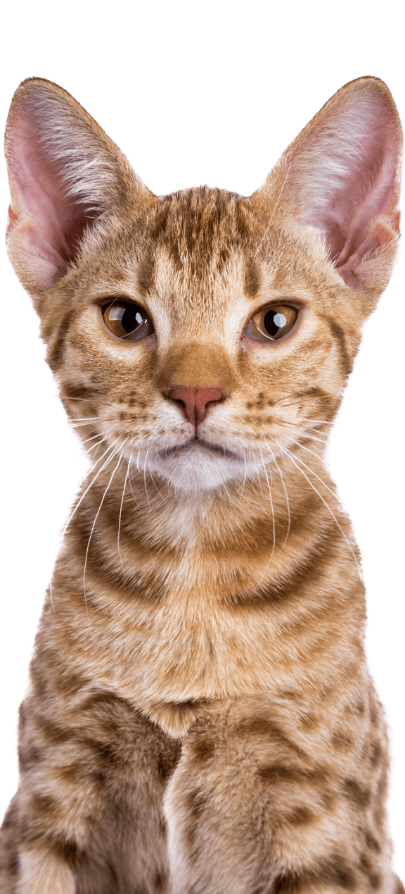 an orange tabby cat with a black background