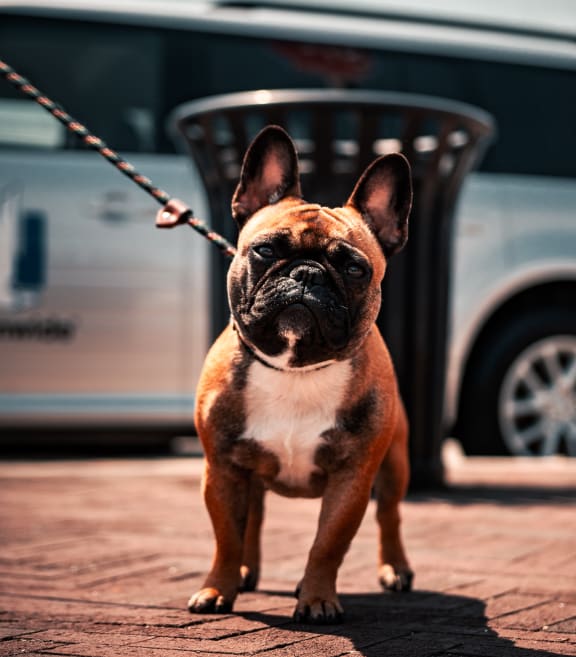 Dog on a Leash at Refinery Row in Baltimore, MD