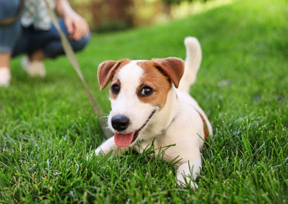Pet Friendly Apartment in Green Valley Arizona La Primera at Green Valley Apartments