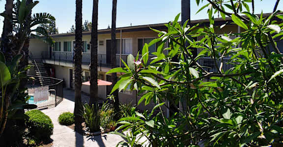 view of the palm trees