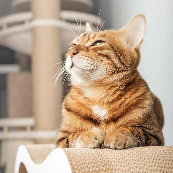 A ginger and white colored cat is sitting on a scratch enrichment toy, next to a cat tree.