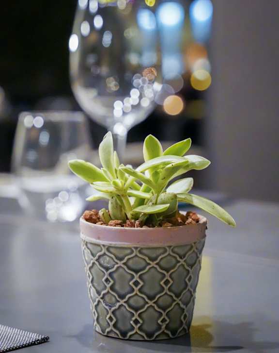 Small succulent plant in a patterned pot on a table representing nearby restaurants and dining options.