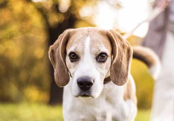 Pet Friendly Community at Marion Square, Massachusetts