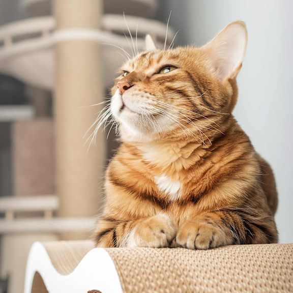 Orange cat