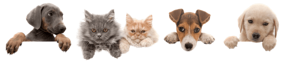 a row of dogs and cats on a green screen