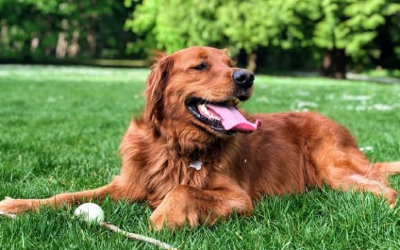 a brown dog laying in the grass with a ball