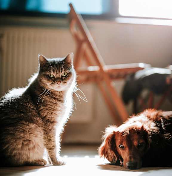 A cat and a dog are sitting in a room with sunlight streaming in from a window.