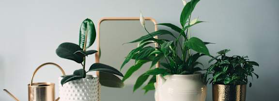 three potted plants and a mirror on a white desk