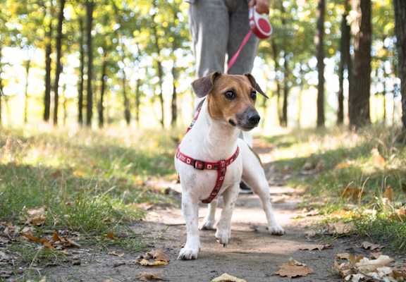 Dog Walking Through the Park