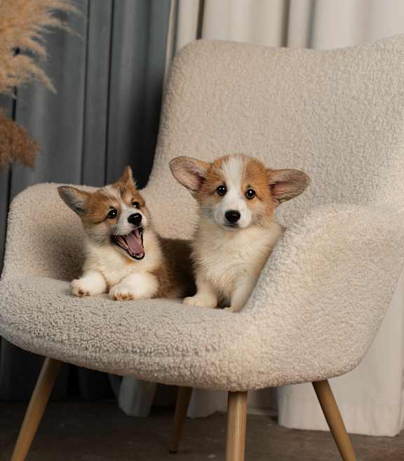 Two Dogs Sitting on Chair at Vista Condominiums, Kansas, 66103