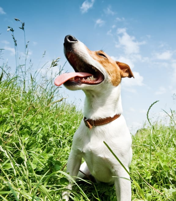 A small dog sitting in tall grass on a sunny day