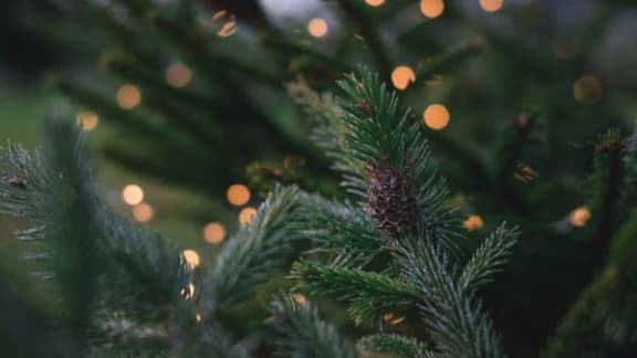 Lights on a pine tree