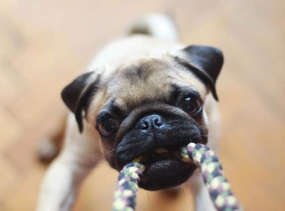 a small pug dog holding a toy in its mouth