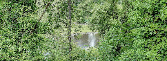 A lush green forest with a river flowing through it.