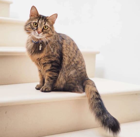 a cat sitting on the stairs