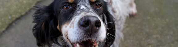 A black and white dog with a happy expression.