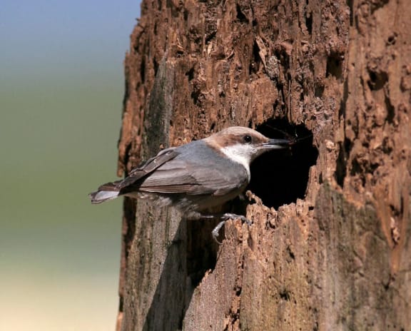 a small bird sitting on a tree at The Roseberry Apartments in Columbia, SC