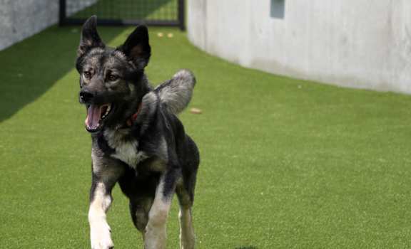 A dog is running on a green surface.