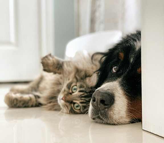a dog and a cat laying on the floor