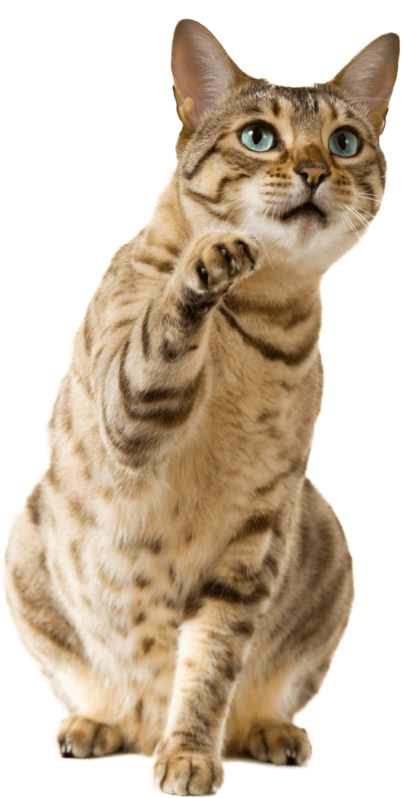 a bengal cat with its paw in the air at The Constellation Apartments, PRG Real Estate, Hampton, VA, 23669