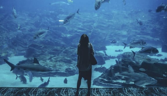a person taking a picture of a large aquarium with fish at The Courtyards of Chanticleer, Virginia Beach, VA