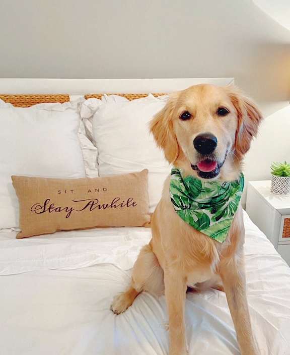 a dog sitting on a bed in a bedroom