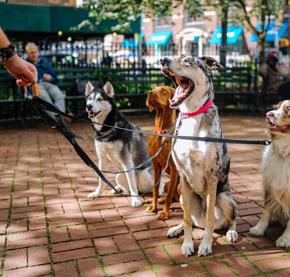 Pets at The Blairs, Silver Spring