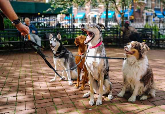 Pets at The Blairs, Silver Spring