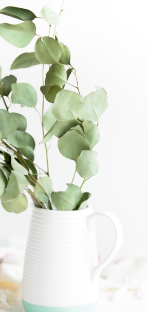 Leafy plant in white vase on white table