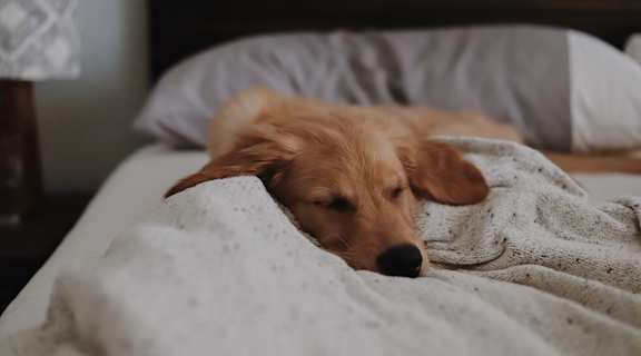 a dog sleeping on a bed under a blanket