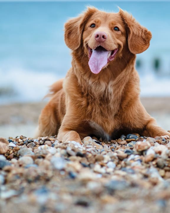 Furry friend enjoying our pet-friendly community at Marina Village Apartments in Spark, NV
