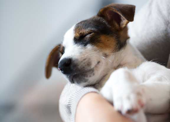 A person is holding a small dog with a white and brown coat.