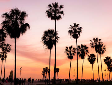 Row of Palm Trees on Beachfront at Sunset