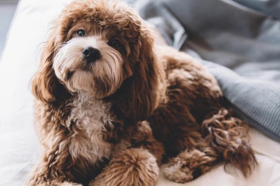 a brown dog laying on a bed