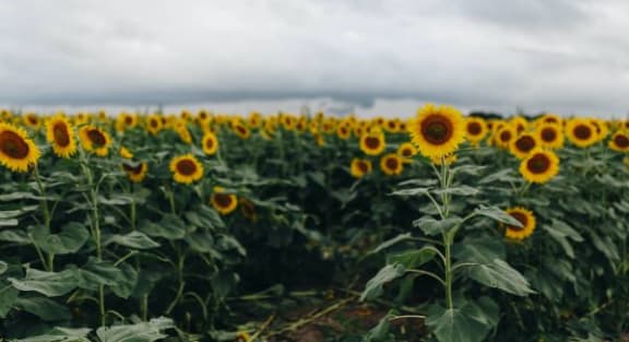 a field of sunflowers on a cloudy day